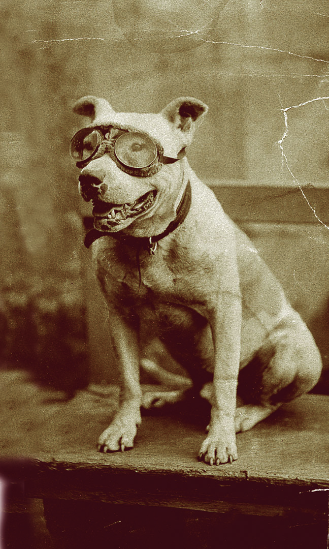 A sepia-toned photo of Bud the dog. He is sitting, facing the camera with his tongue poking out of his mouth. He is wearing large goggles.