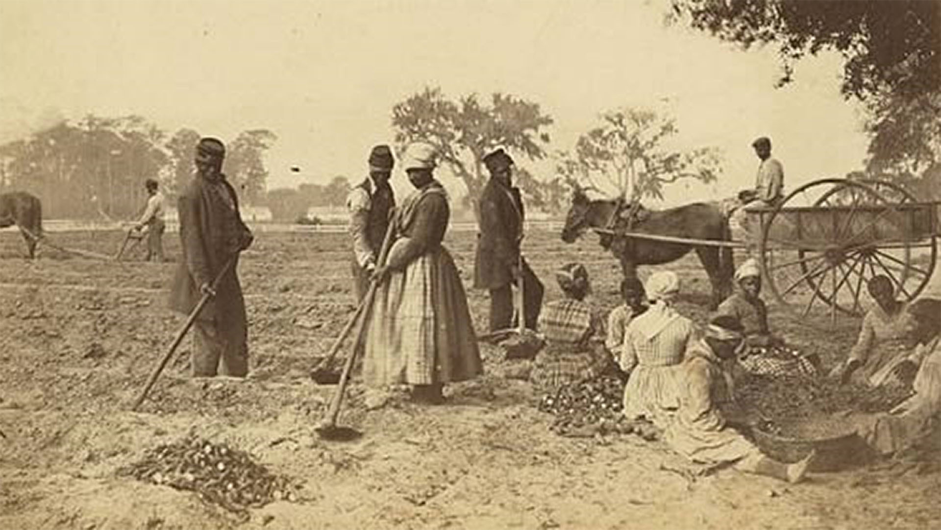 A sepia-toned photo shows African-American slaves working in the sweet potato fields on the Hopkinson plantation, South Carolina, in 1862.