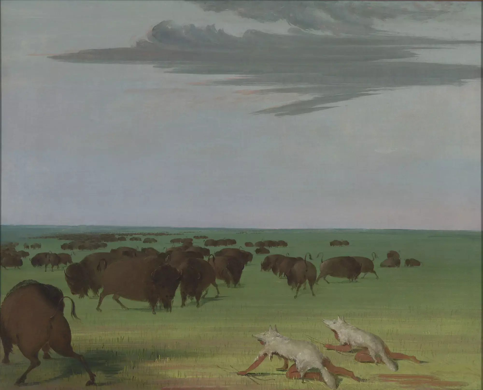 Buffalo Hunt under the Wolf-skin Mask by George Catlin