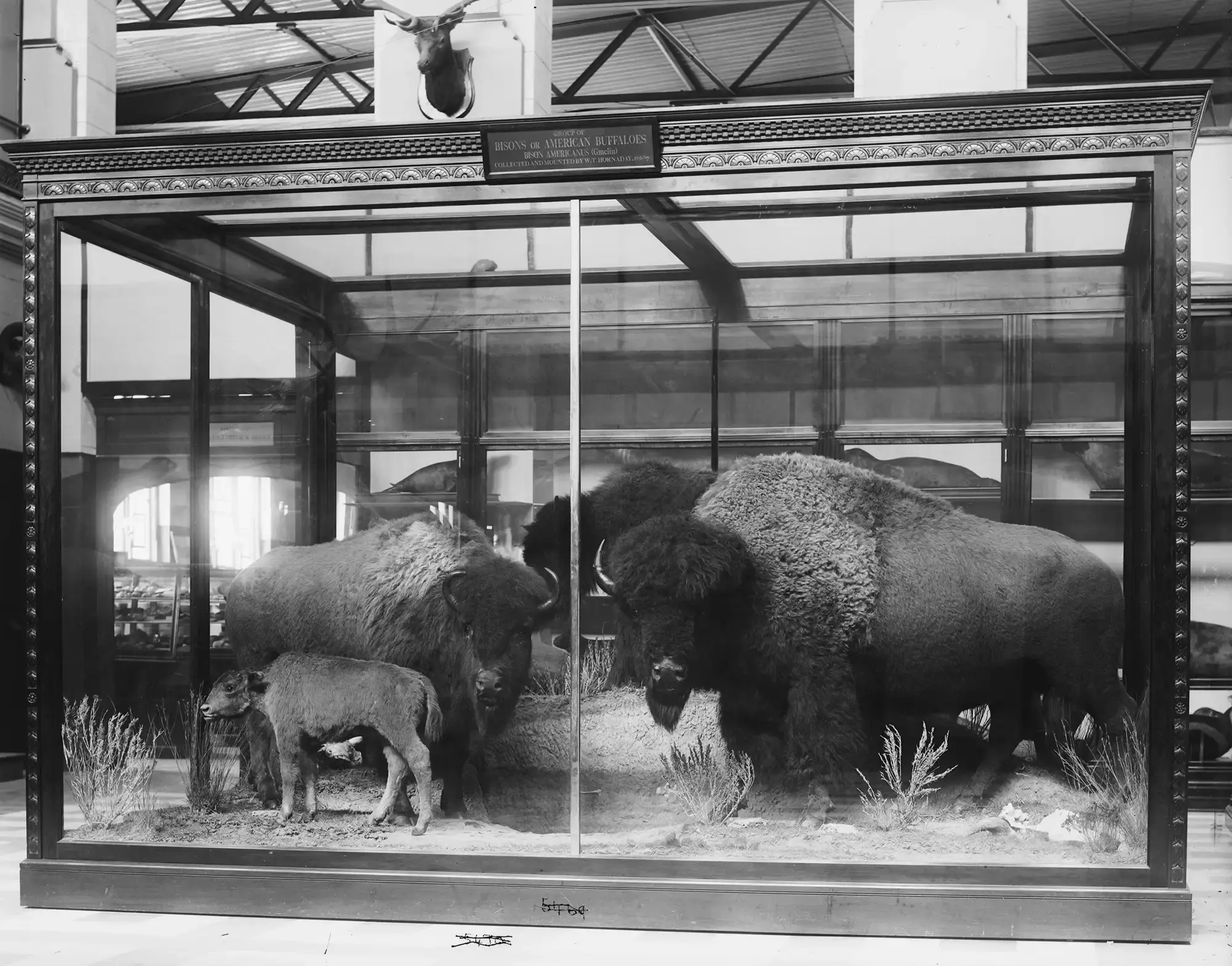 William T. Hornaday's exhibit of taxidermy bison