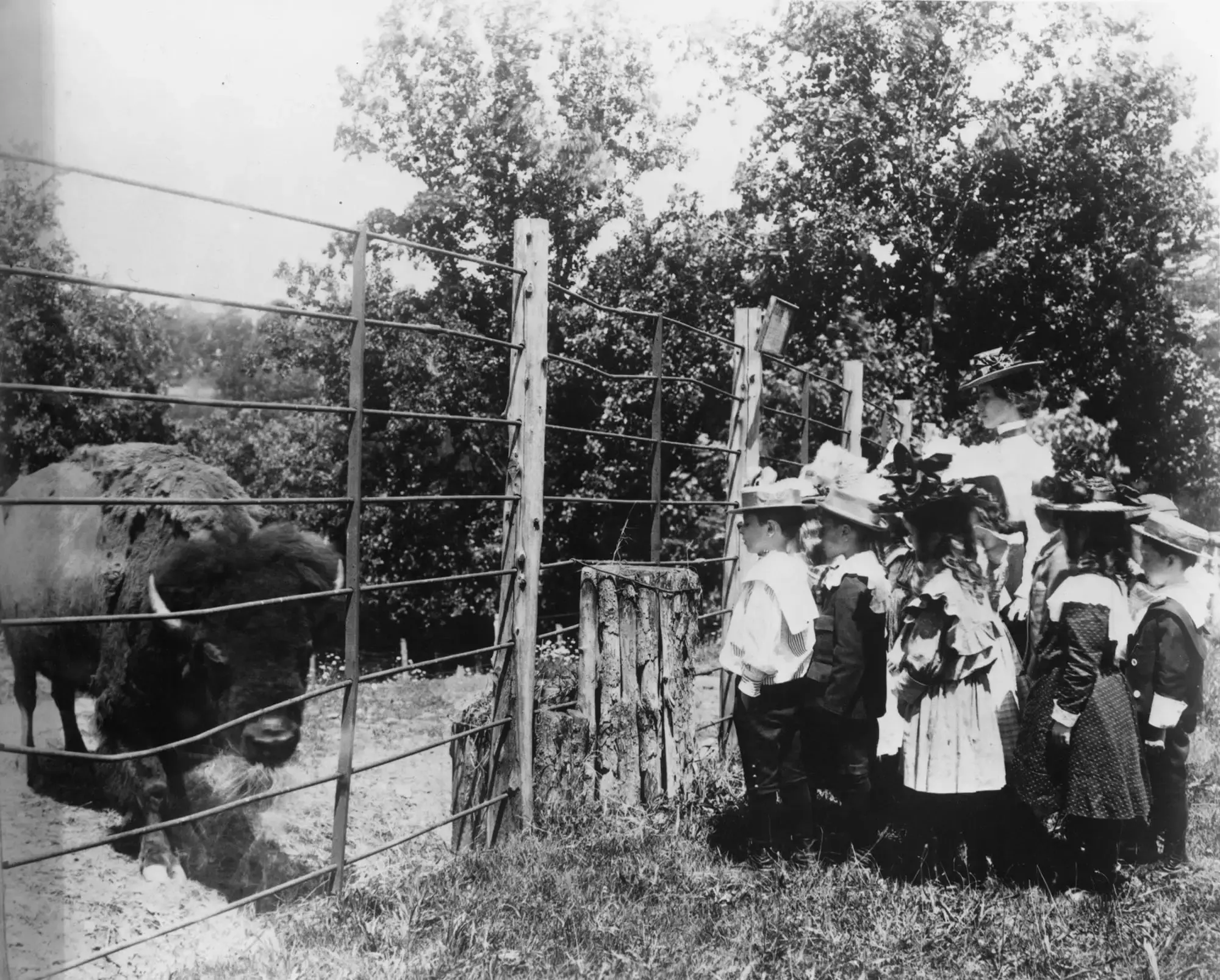 School children visiting the first buffalo at the National Zoo in Washington, D.C.,1899.