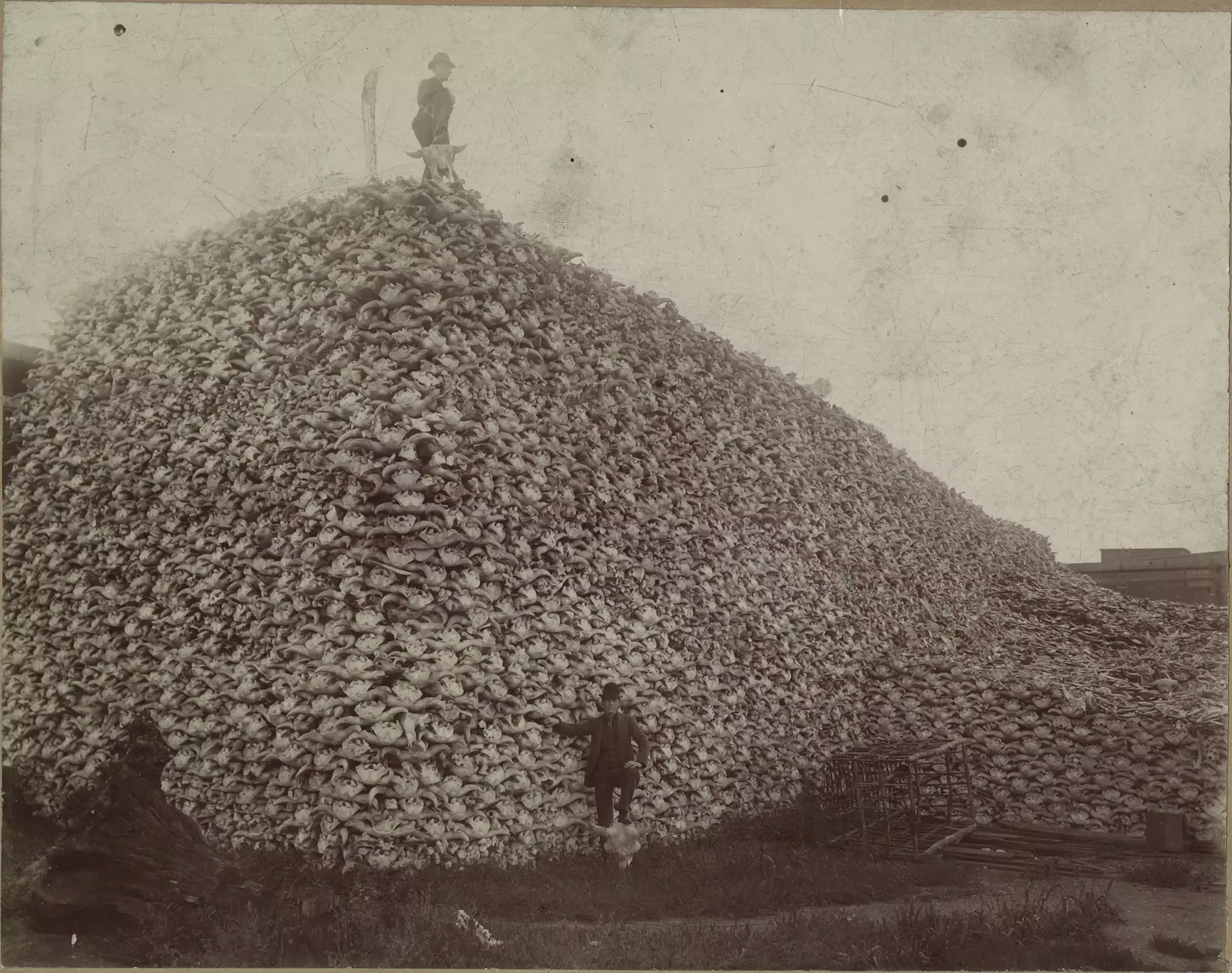 Pile of buffalo skulls at the Michigan Carbon Works