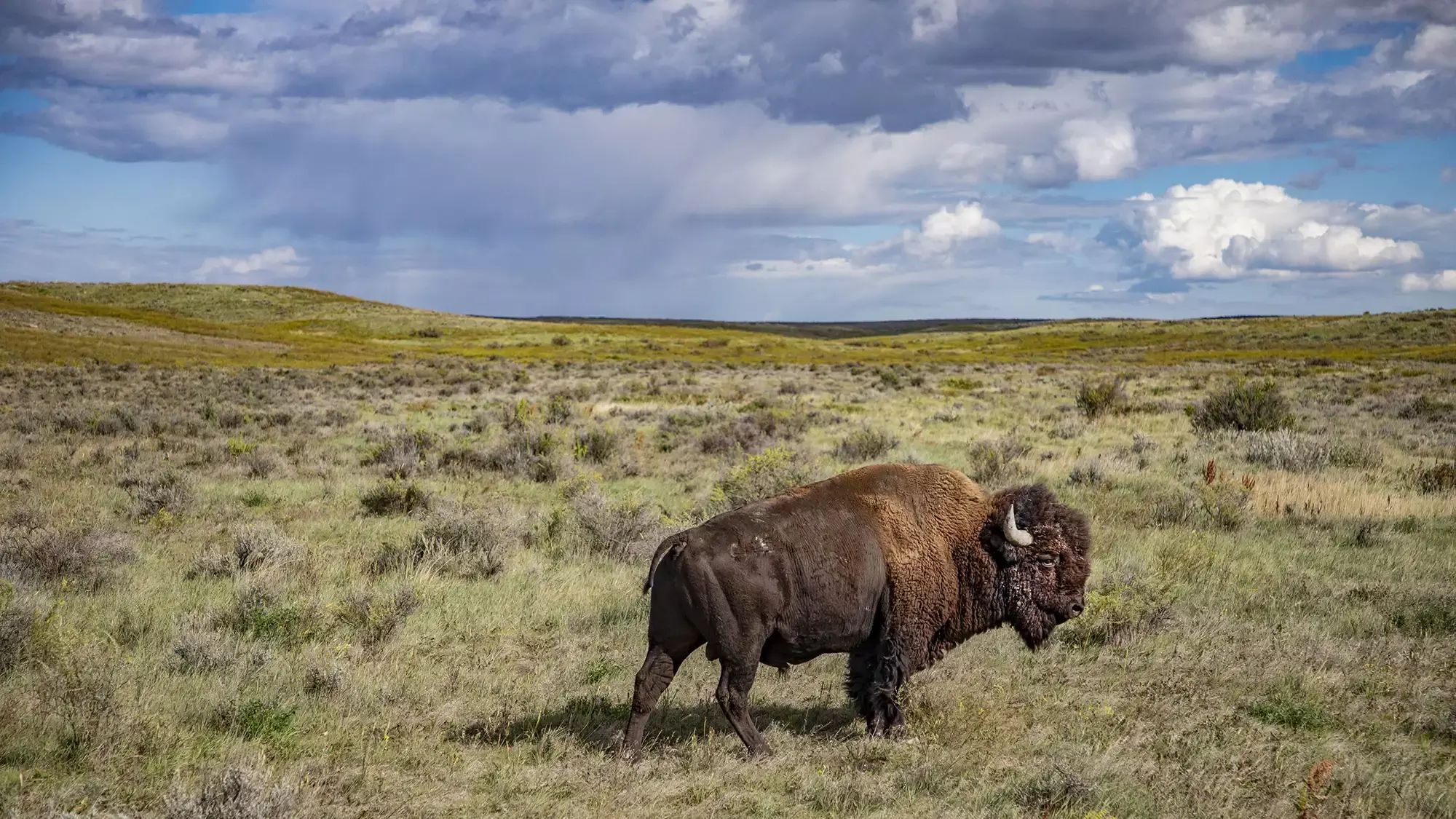 Bison in Montana.