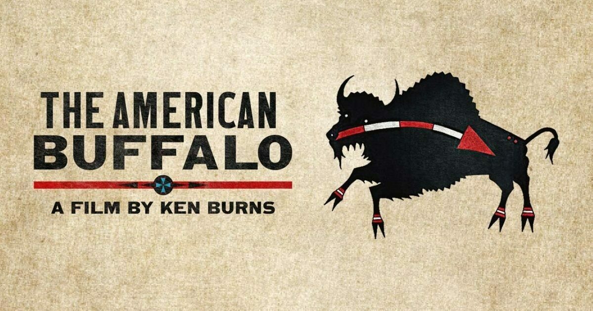 American animals online stream