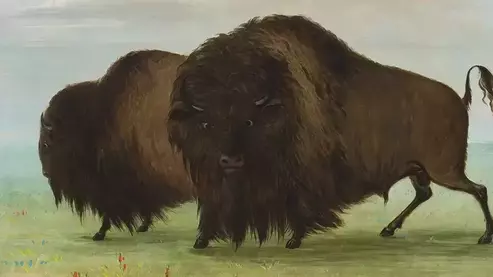 S00011 promo 1000 | Multimedia Timeline of the American Buffalo