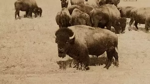 S03299 promo 1000 | Is it Bison or Buffalo?
