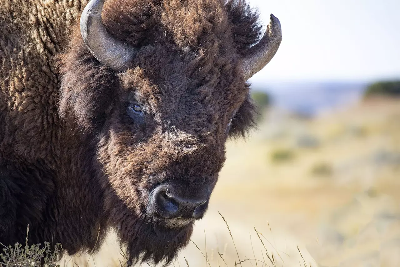 Bison in Theodore Roosevelt National Park.