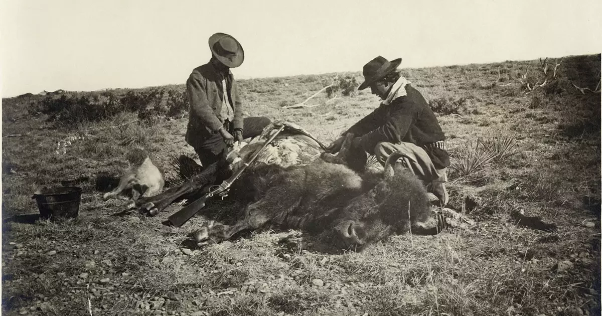 When American Wildlife Was For Sale | The American Buffalo | Ken
