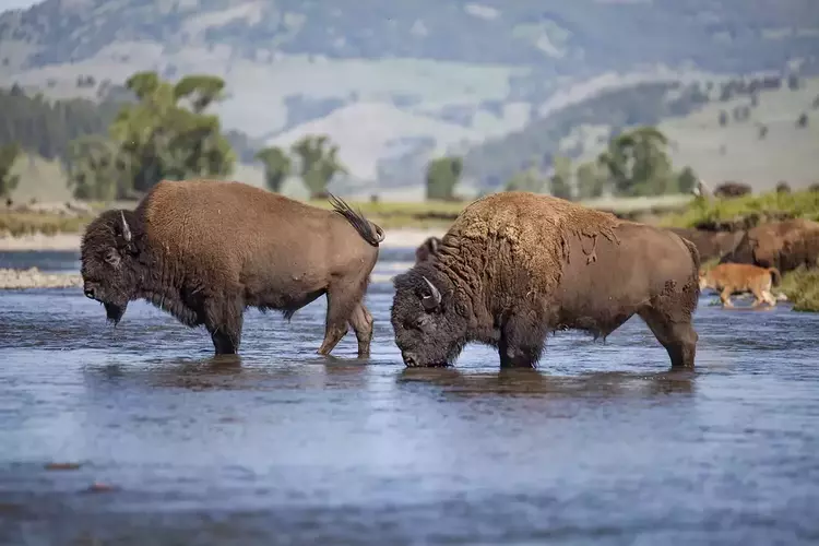 American Buffalo