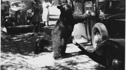Black Bear Begs for Food at a Yellowstone Roadside, 1937 | Photo Gallery