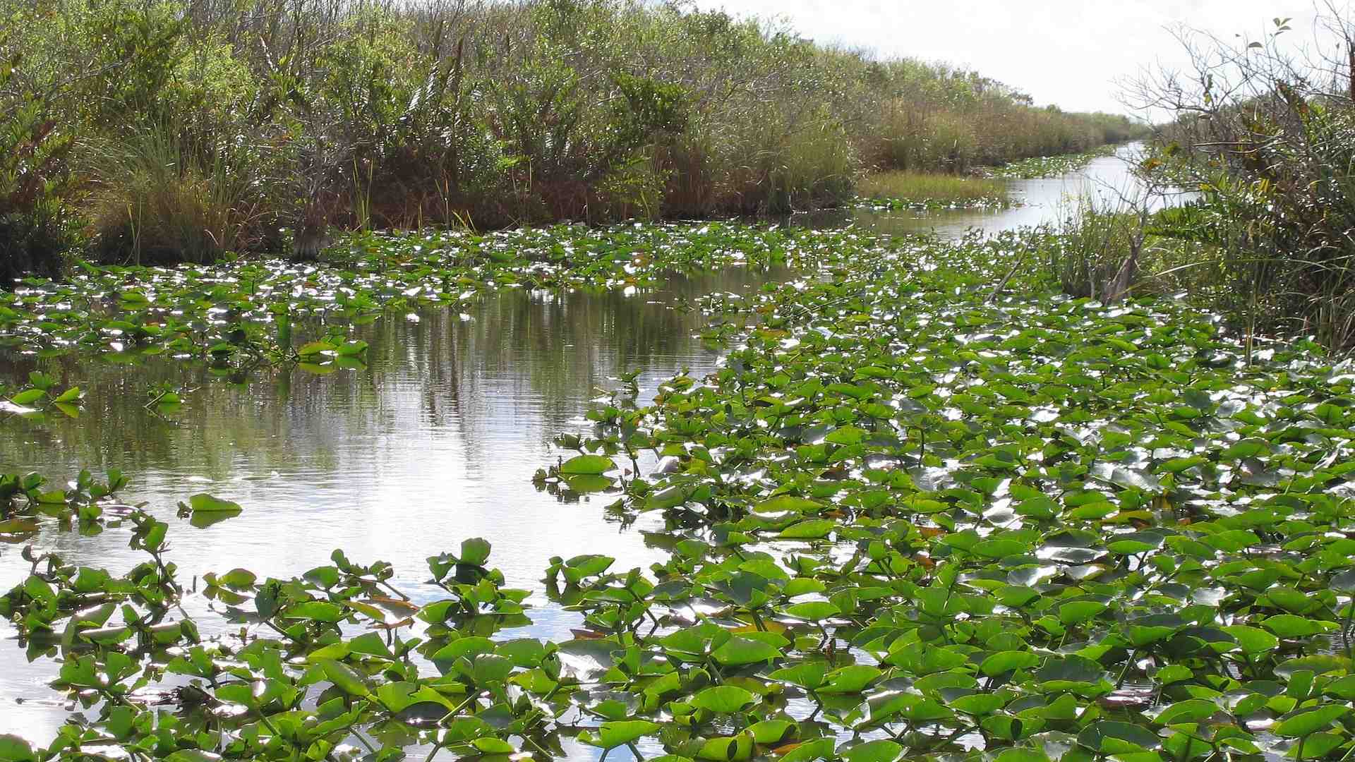 Everglades 226732 1920 Resized 
