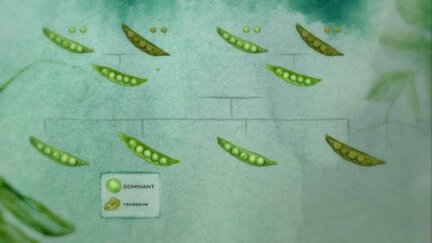 Dominant vs Recessive Traits