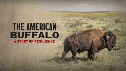 American Buffalo: A Story of Resilience